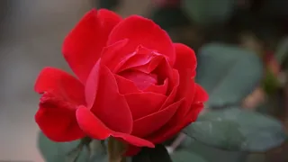 玫瑰，玫瑰，花，性质，红色的花瓣