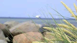 草，失焦，旅游癖，渴望，旅行，船舶