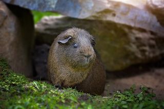 豚鼠，光滑的头发，灰色刺痛，黑色浅黄色刺痛