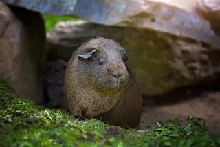 豚鼠，光滑的头发，灰色刺痛，黑色浅黄色刺痛