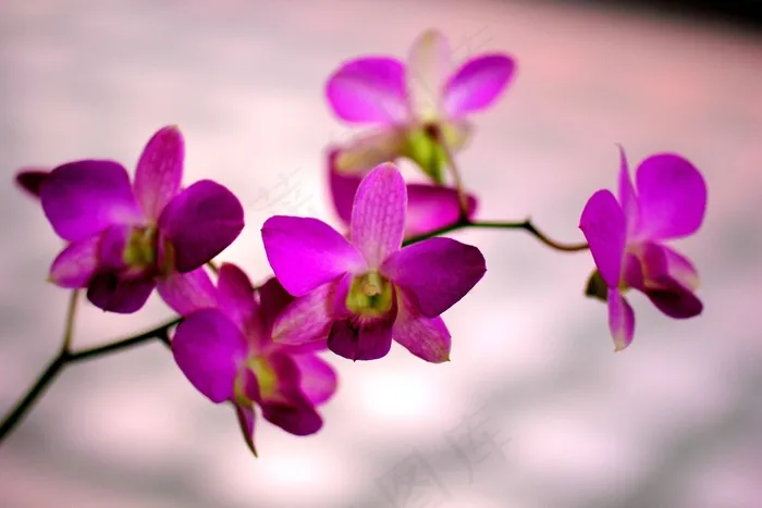 鲜花，紫色，百合，紫色的花，性质，花的