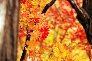 秋，景观，自然，秋天的落叶，红枫