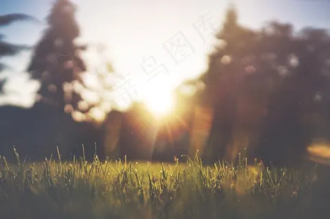 树,森林大火,风景,天空,都市夜景,日落时的树木 树,森林大火,风景,天空,都市夜景,日落时的树木