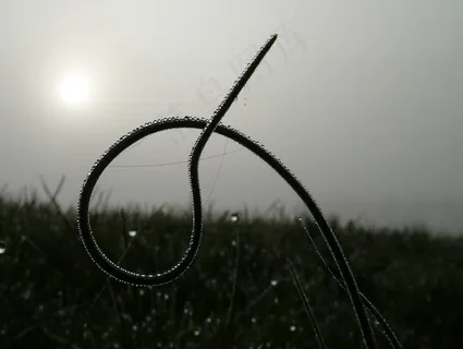 细香葱，植物，草地，春天，绿色，性质，雾