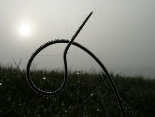 细香葱，植物，草地，春天，绿色，性质，雾