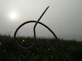 细香葱，植物，草地，春天，绿色，性质，雾