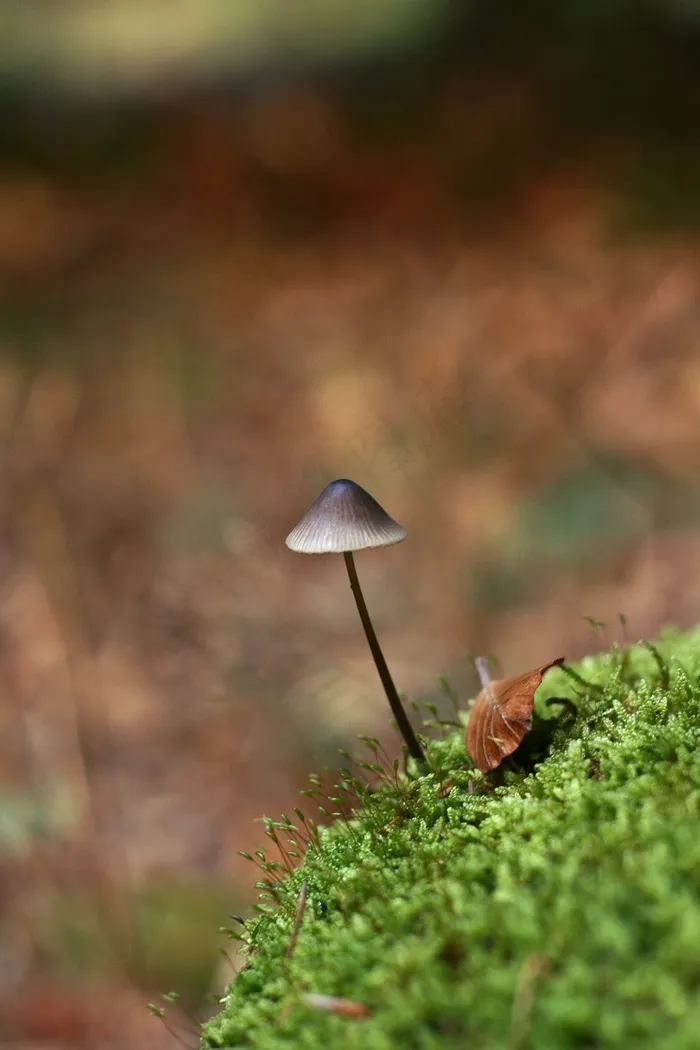 蘑菇，渺小，一个人，秋，性质，森林，帽子
