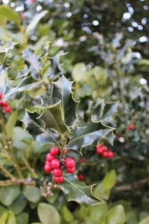 冬青，红色，浆果，植物，圣诞节，叶子，绿色