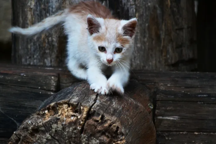 猫，小猫，小，Rozkošné，小