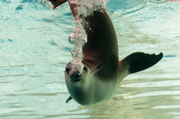 奥塔利亚，动物，自然，澳大利亚，Phocas