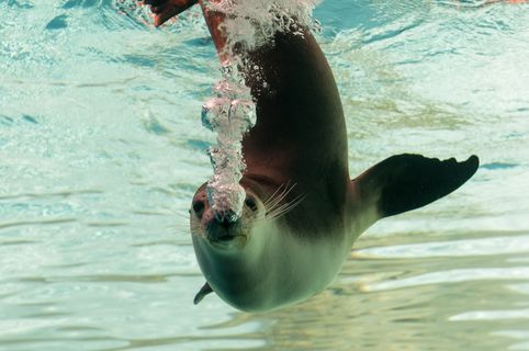 奥塔利亚，动物，自然，澳大利亚，Phocas