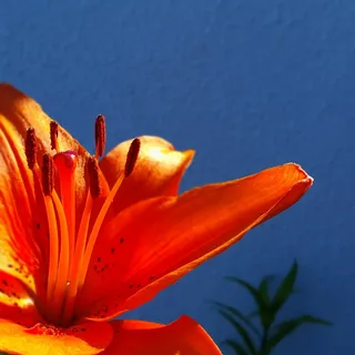 橙色百合,花,春,橙色,颜色 橙色百合,花,春,橙色,颜色