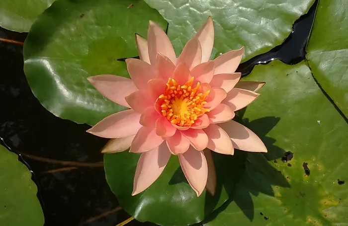 睡莲，百合，睡莲科，花，池塘，水