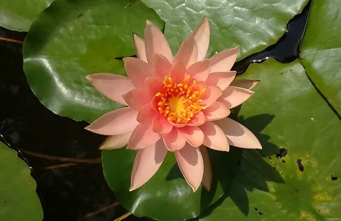 睡莲,百合,睡莲科,花,池塘,水 睡莲,百合,睡莲科,花,池塘,水