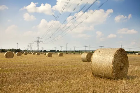 稻草包，自然，场，圆捆，干草，稻草
