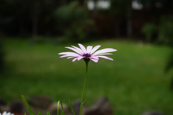 开普篮，花，开花，白