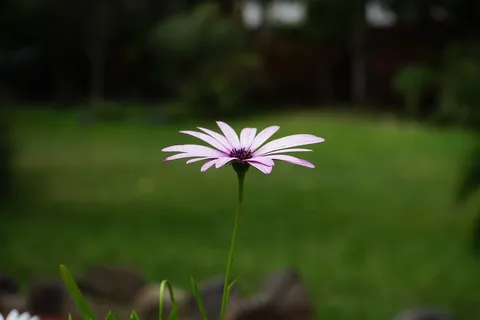 开普篮,花,开花,白 开普篮,花,开花,白