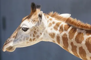 长颈鹿，年轻的动物，反刍动物，Paarhufer