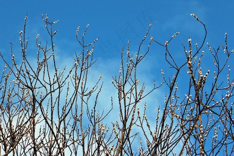 牧场，柳柳絮，棕榈小猫，春季珠宝