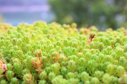 绿色，无花果，自然，草，花园，植物群