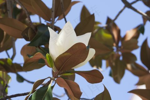 花，白，绿色，自然，叶子