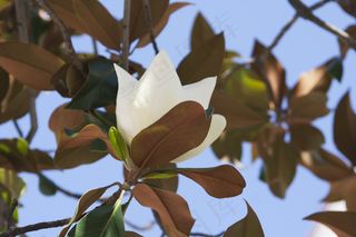 花，白，绿色，自然，叶子