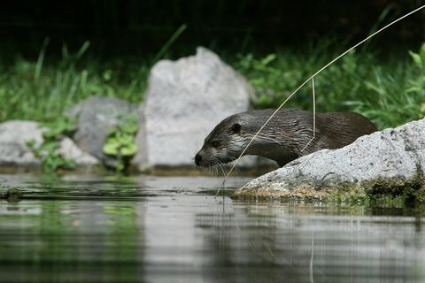 水獭，鹳，自然，动物