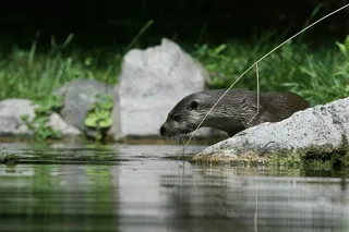 水獭，鹳，自然，动物