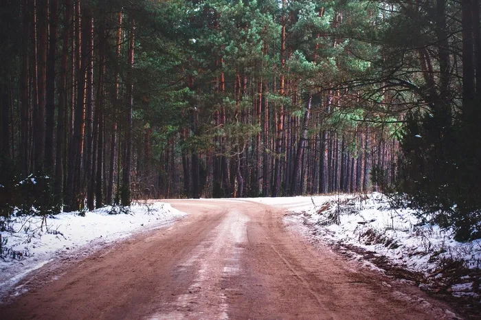 污垢，道路，森林，森林，性质，农村，雪，冬冬季