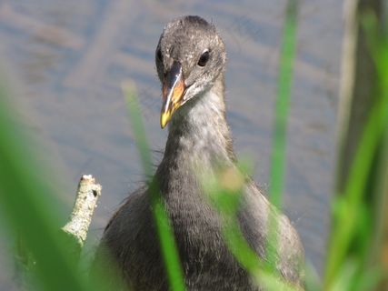雌红松鸡，动物，鸡，鸟，鸟类，沼泽