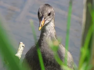 雌红松鸡，动物，鸡，鸟，鸟类，沼泽
