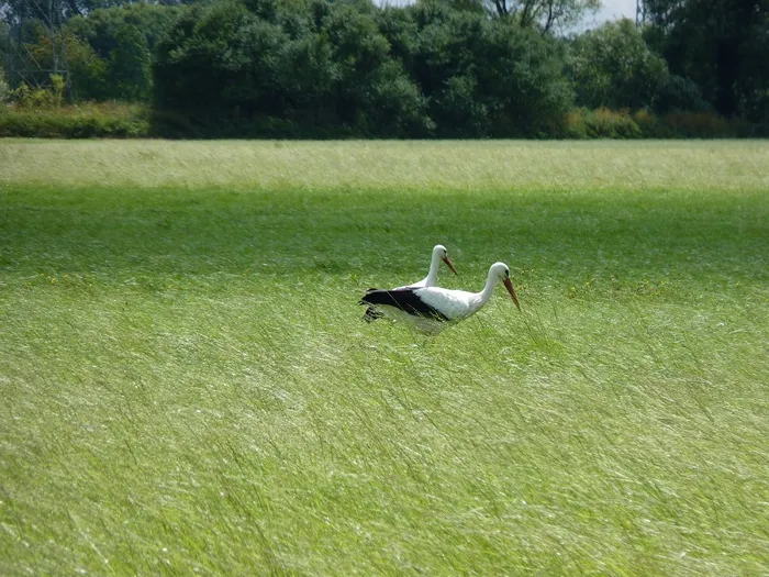 鹳，阿德巴尔，鸟，拨浪鼓鹳