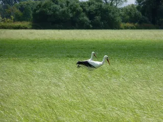 鹳，阿德巴尔，鸟，拨浪鼓鹳