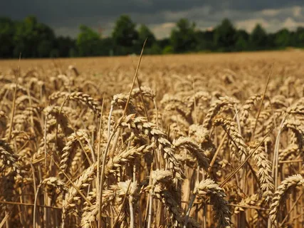 小麦，穗，谷物，粮食，原野，麦田