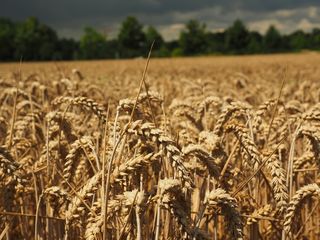 小麦，穗，谷物，粮食，原野，麦田