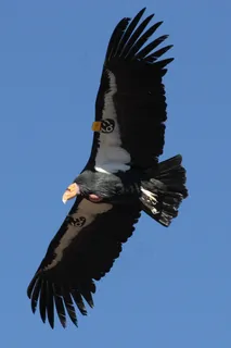 加州秃鹰，飞行，飞行，标记，犹他州，鸟