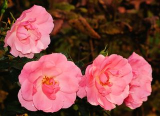 花，鲜花，玫瑰，粉红色，夏末，花园