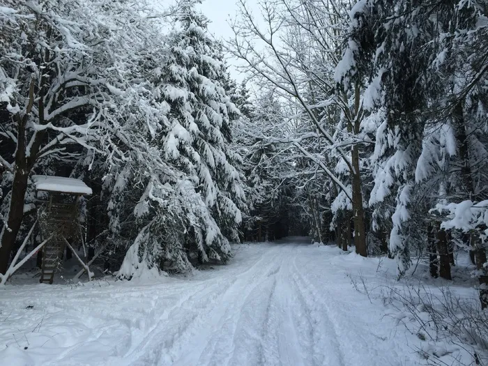 冬季之路，森林，猎人是，森林路径，寒冬