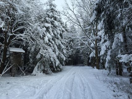 冬季之路，森林，猎人是，森林路径，寒冬