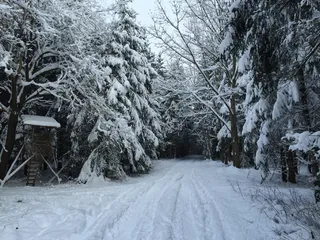 冬季之路，森林，猎人是，森林路径，寒冬