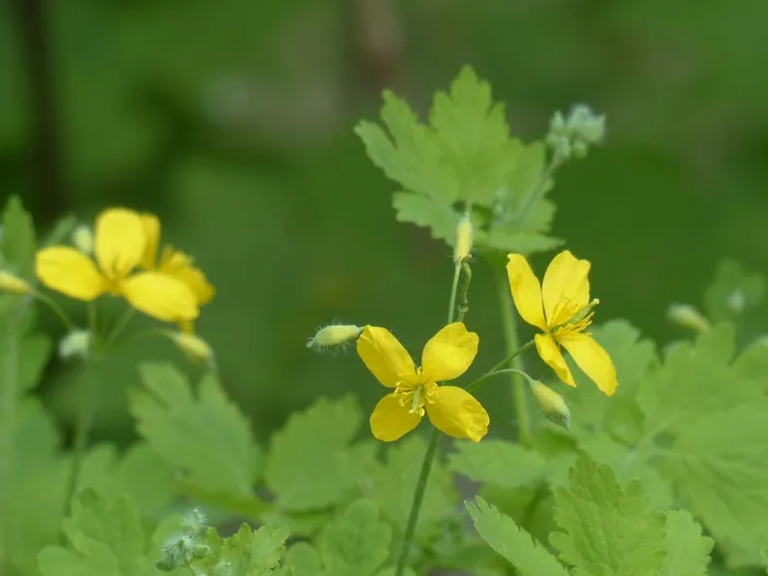 白屈菜，开花，黄色，胶囊