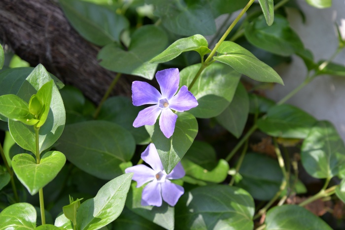 花，紫，性质，植物，花园，花园