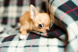 吉娃娃,娃娃狗,小狗,迷你鹿犬,威尔士柯基,吉娃娃小狗躺在毯子上的肖像