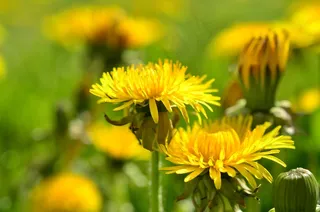 蒲公英，黄色，春天，指出花，草地