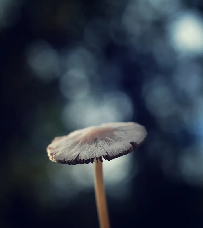 秋天，森林，秋季森林，蘑菇