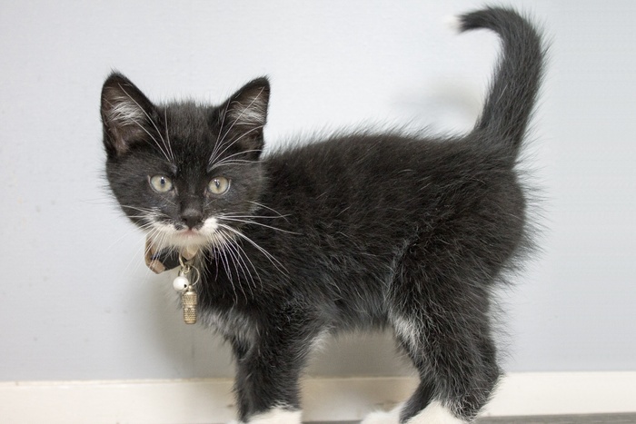 小猫，甜，猫，乐趣，野兽，美观，动物