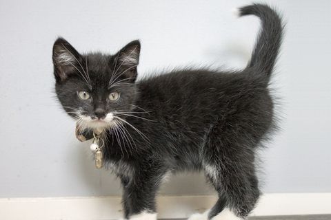 小猫，甜，猫，乐趣，野兽，美观，动物