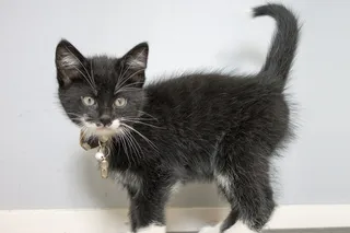 小猫，甜，猫，乐趣，野兽，美观，动物