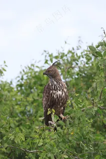 凤头鱼鹰，鹰，鸟，捕食者，野生动物