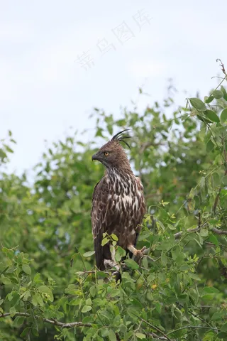 凤头鱼鹰，鹰，鸟，捕食者，野生动物